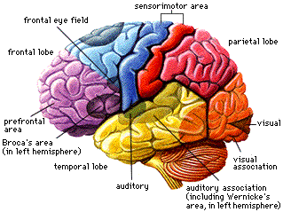 brain.gif